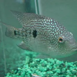 Texas Cichlid, photo 3