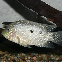 Texas Cichlid, photo 4