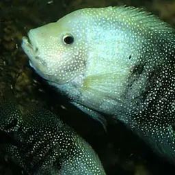 Texas Cichlid, photo 5