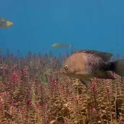 Texas Cichlid, photo 6