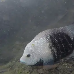 Texas Cichlid, photo 7