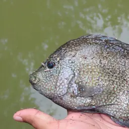 Texas Cichlid, photo 8