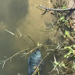 Texas Cichlid, photo 9