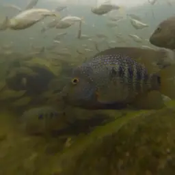 Texas Cichlid, photo 10