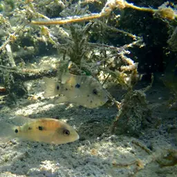 Texas Cichlid, photo 11