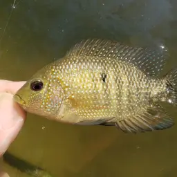 Texas Cichlid, photo 12