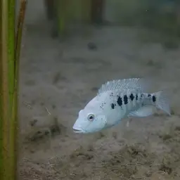 Minkley's Cichlid, photo 2