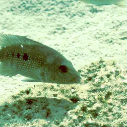 Minkley's Cichlid, photo 7