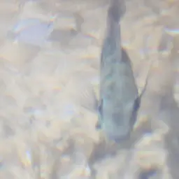 Minkley's Cichlid, photo 10