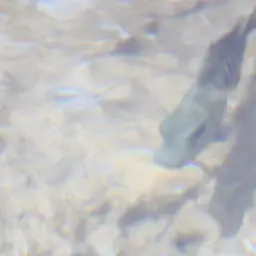 Minkley's Cichlid, photo 11