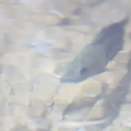 Minkley's Cichlid, photo 12