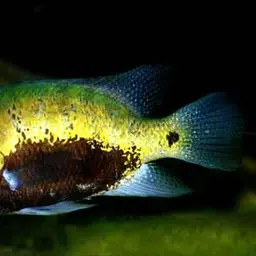 Pantano Cichlid, photo 1