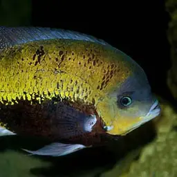 Pantano Cichlid, photo 2
