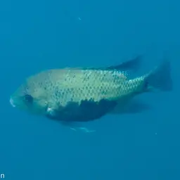 Pantano Cichlid, photo 3