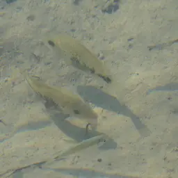 Pantano Cichlid, photo 5
