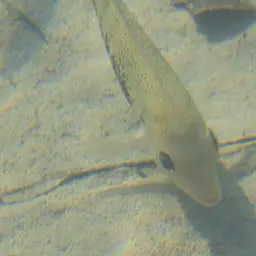 Pantano Cichlid, photo 6