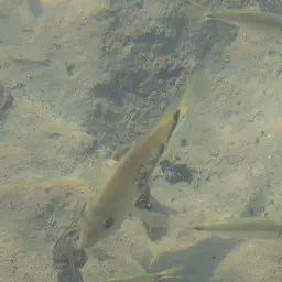 Pantano Cichlid, photo 7