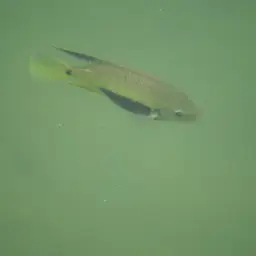 Pantano Cichlid, photo 8