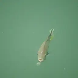 Pantano Cichlid, photo 9