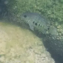 Pantano Cichlid, photo 11