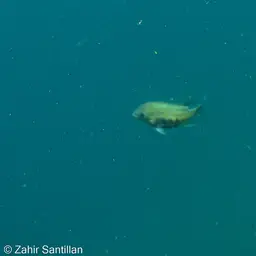Pantano Cichlid, photo 12