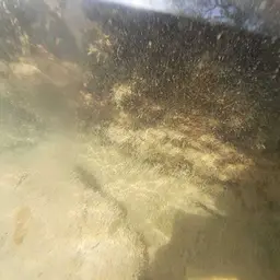 Tamasopo Cichlid, photo 2