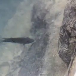 Tamasopo Cichlid, photo 3