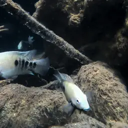 Tamasopo Cichlid, photo 4