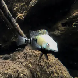 Tamasopo Cichlid, photo 5