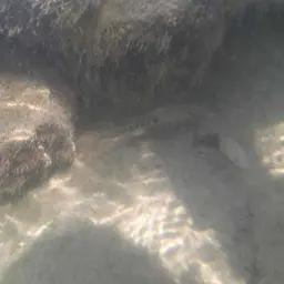 Tamasopo Cichlid, photo 6
