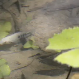 Tamasopo Cichlid, photo 7