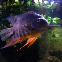 Severum, photo 1