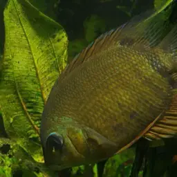 Severum, photo 2