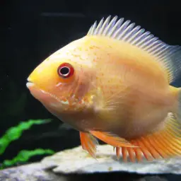 Severum, photo 3