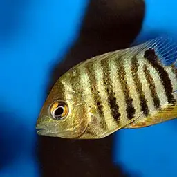 Severum, photo 4
