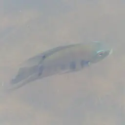 Severum, photo 5