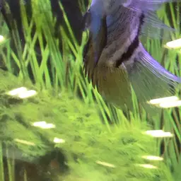 Severum, photo 6