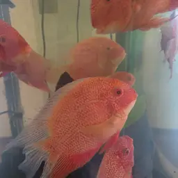 Severum, photo 7