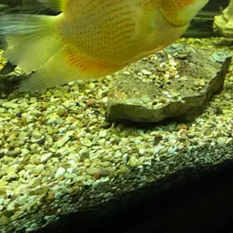 Severum, photo 8