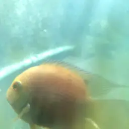 Severum, photo 9