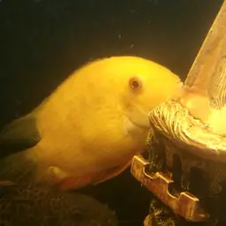 Severum, photo 10