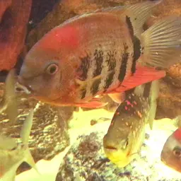 Severum, photo 11