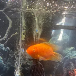 Severum, photo 12