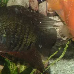 Severum, photo 1