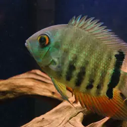 Severum, photo 2