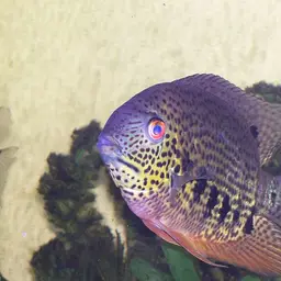 Severum, photo 3