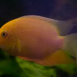 Severum, photo 4