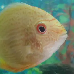 Severum, photo 5