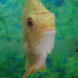 Severum, photo 6