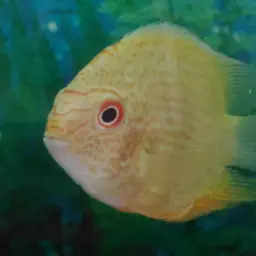 Severum, photo 7